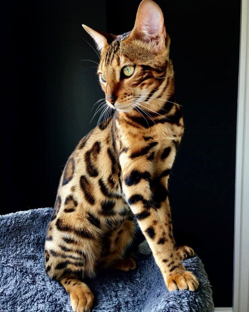 Бенгальская кошка