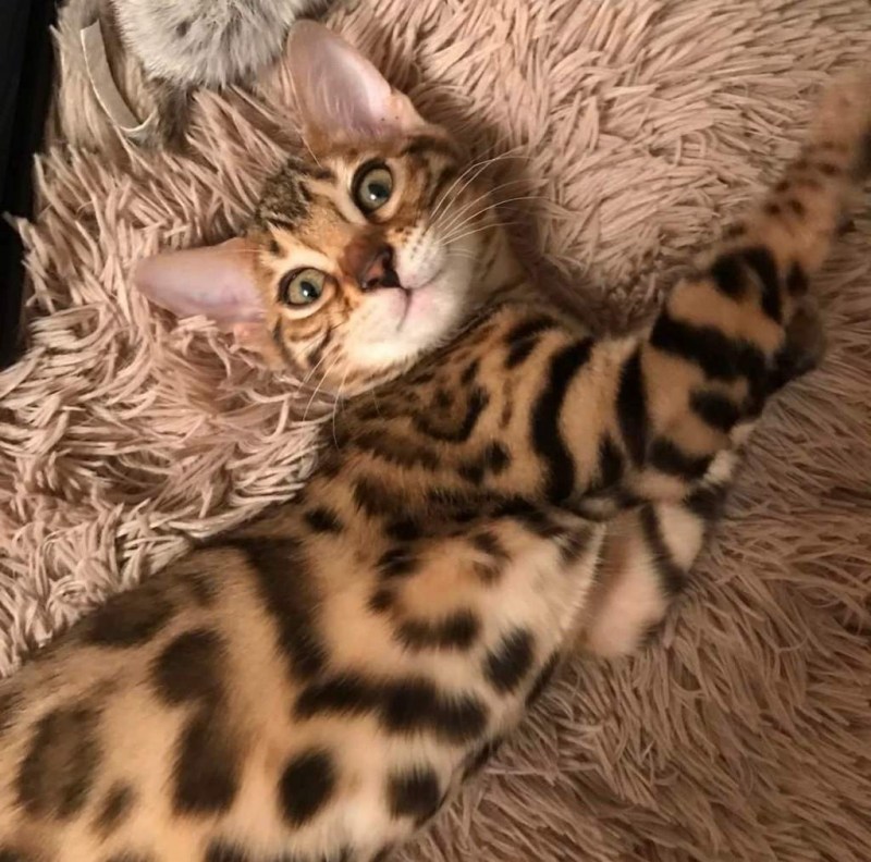Кошка породы бенгал