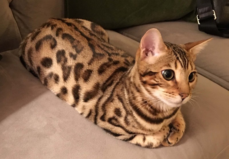 Бенгальская кошка
