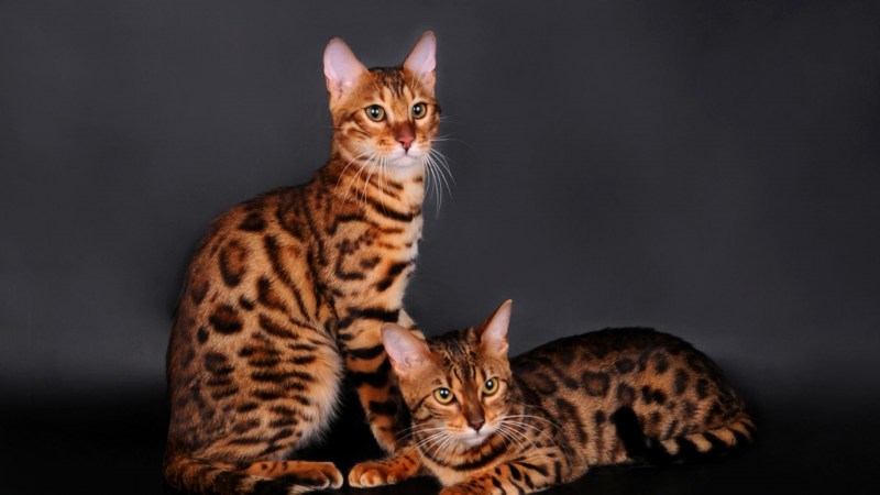 Бенгальская кошка