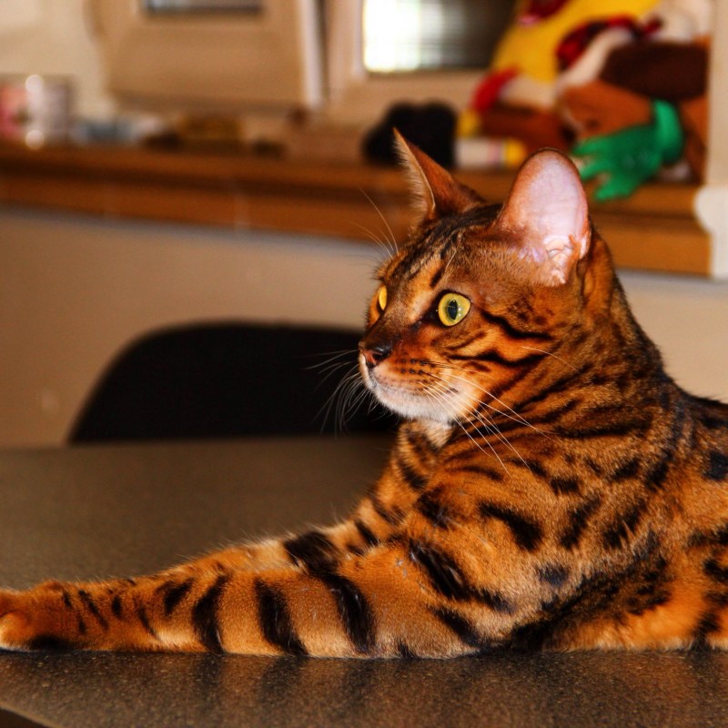 Бенгальский кот
