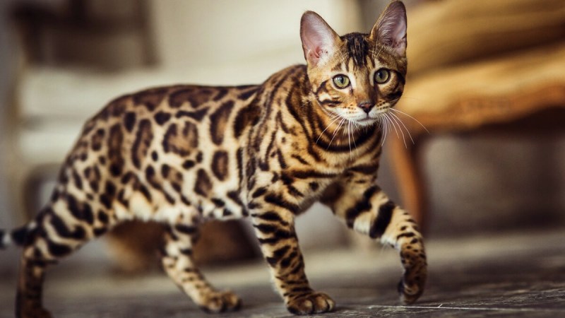 Бенгальский кот