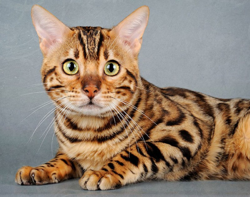 Бенгальская кошка
