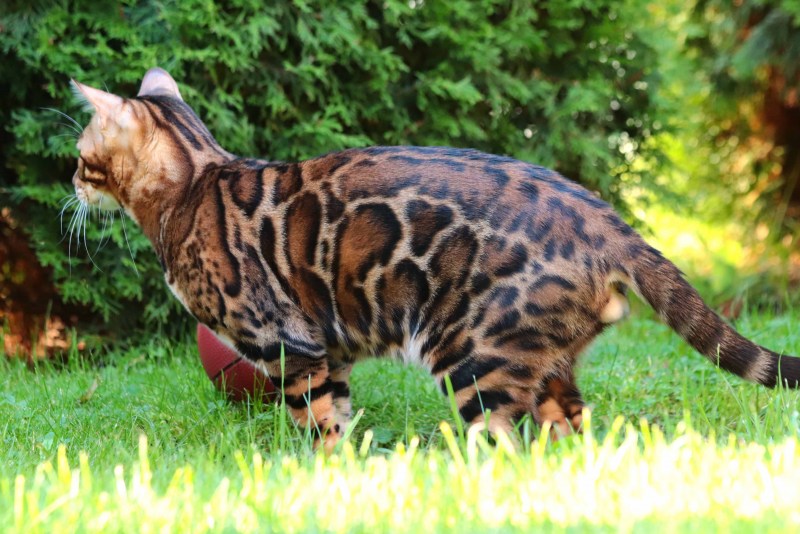 Бенгальская кошка котенок