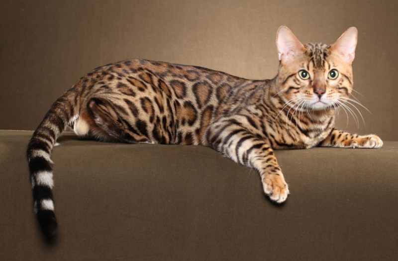 Бенгальская кошка