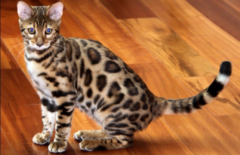 Бенгальская кошка