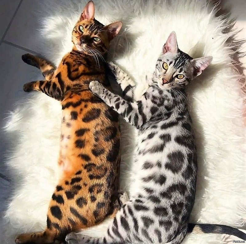 Бенгальская кошка