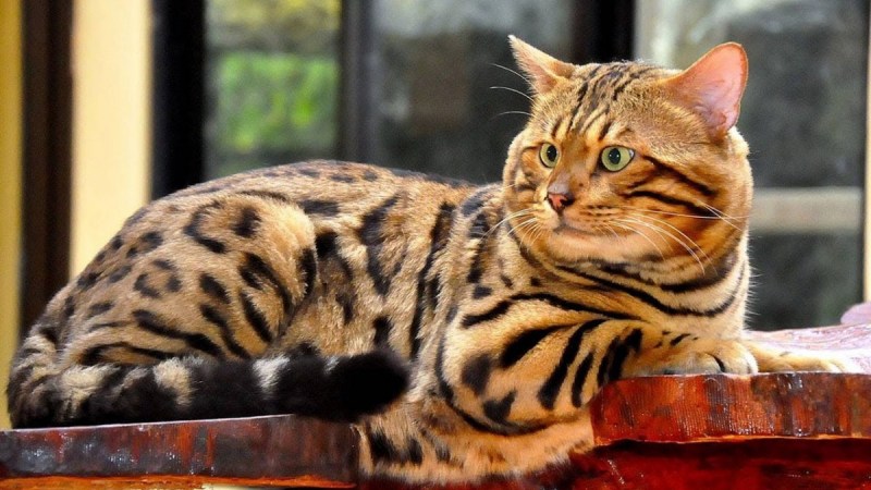 Бенгальская кошка меланистик мраморная