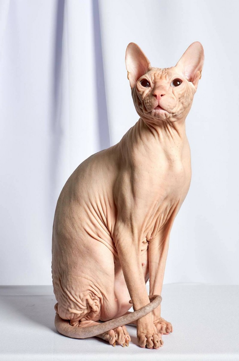 Велюровый кот сфинкс