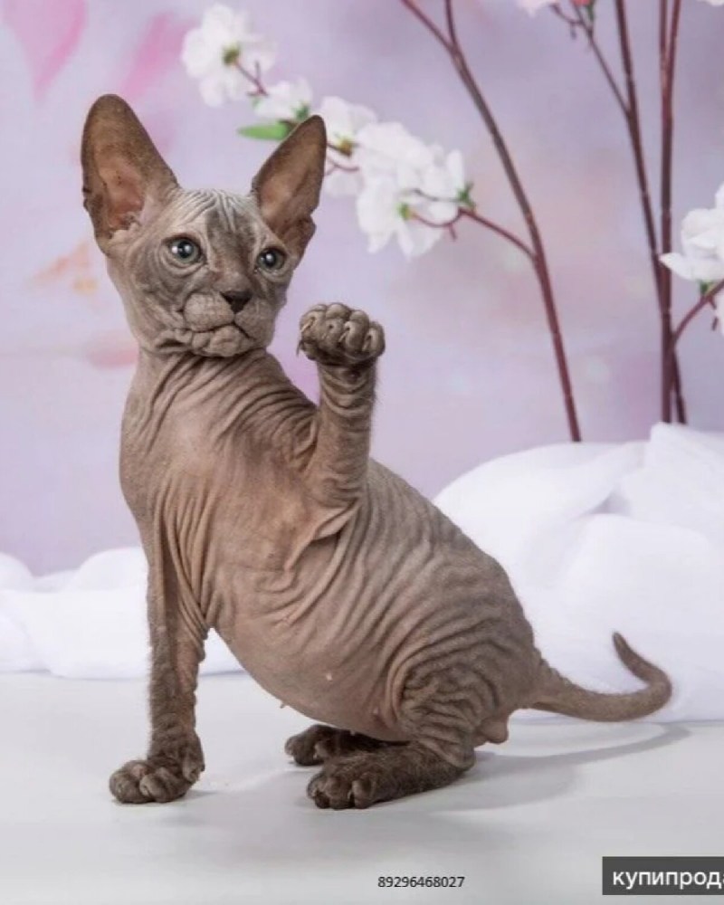 Коты сфинкс Донской