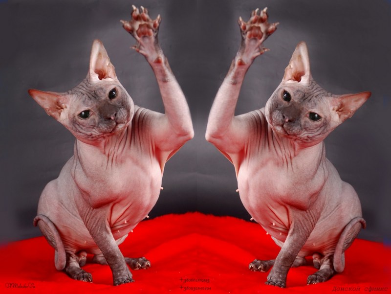 Донской сфинкс кошка