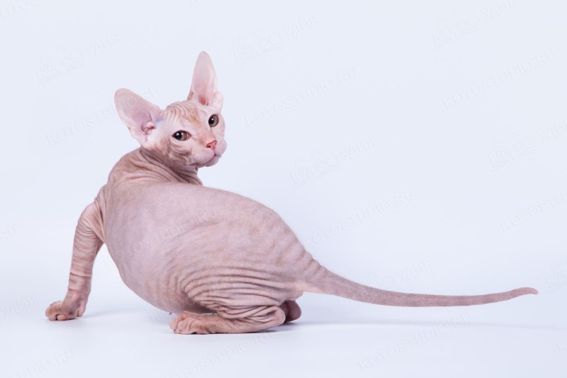 Кот Донской сфинкс