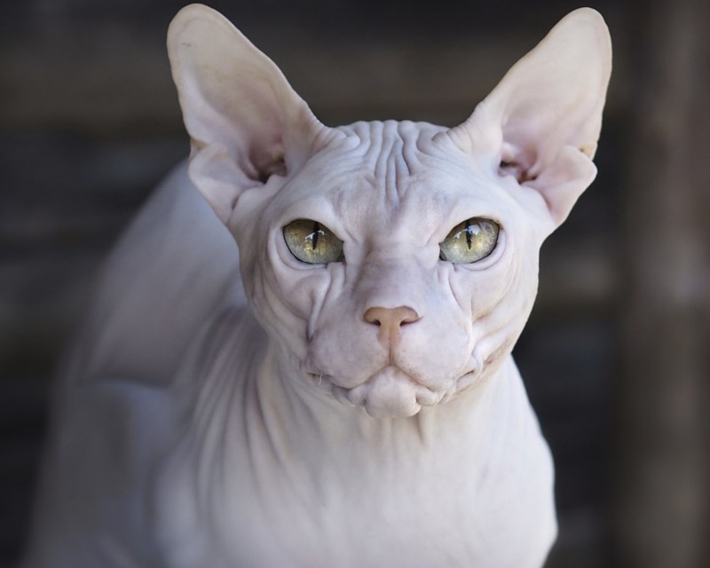 Донской сфинкс котята