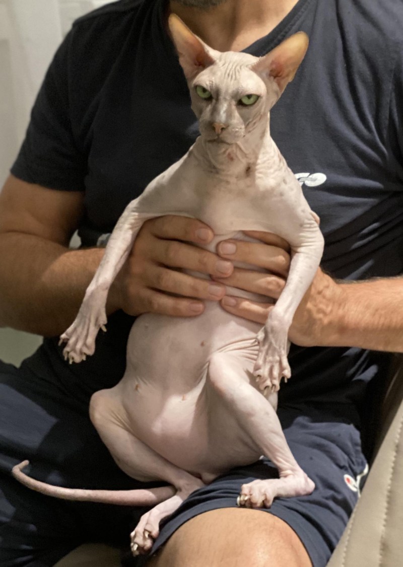 Котята породы Донской сфинкс