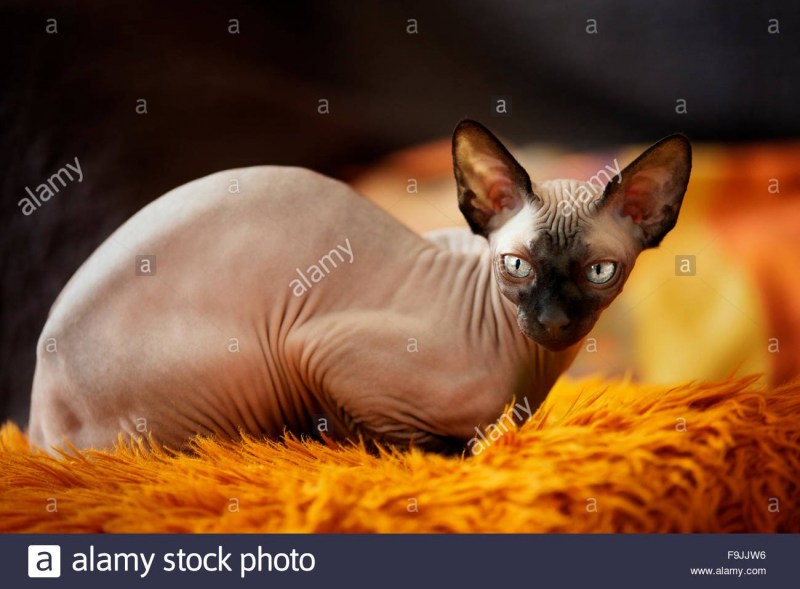 Донской сфинкс кошка