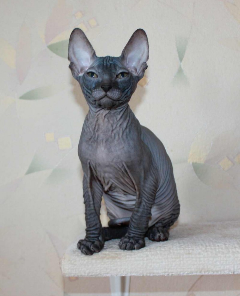 Сфинкс кошка Донской сфинкс