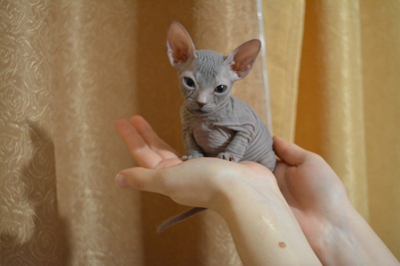 Кошка Донской сфинкс голубая