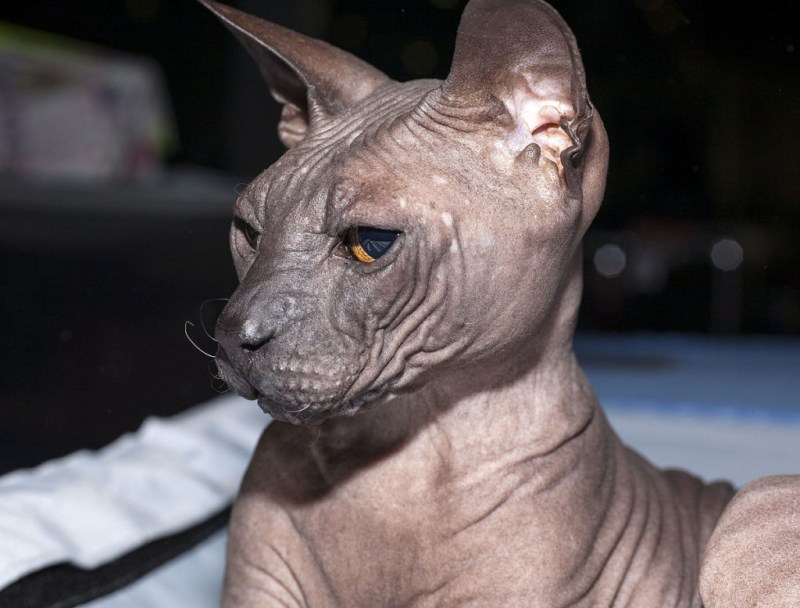 Донской сфинкс кошка