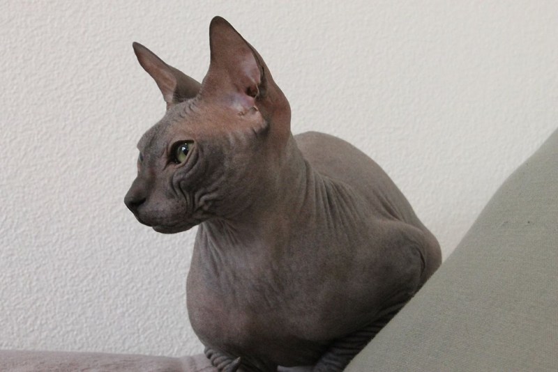 Котята Донского сфинкса