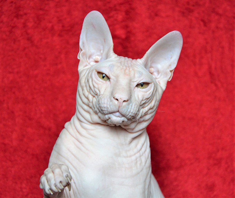 Кот Донской сфинкс