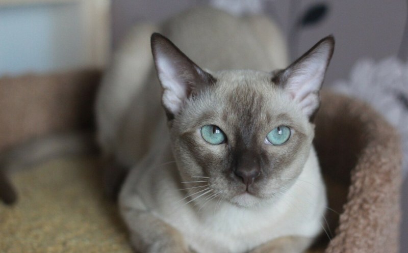 Тонкинез кошка