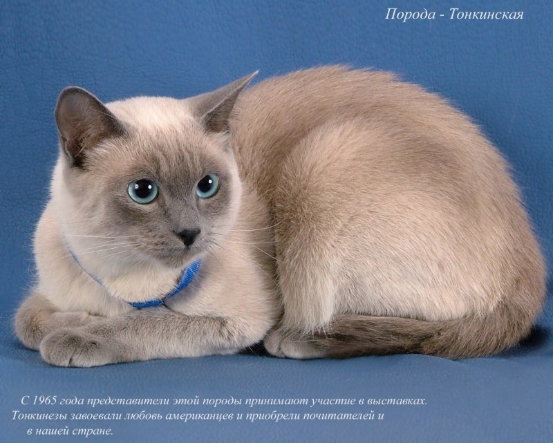 Тонкинез порода кошек