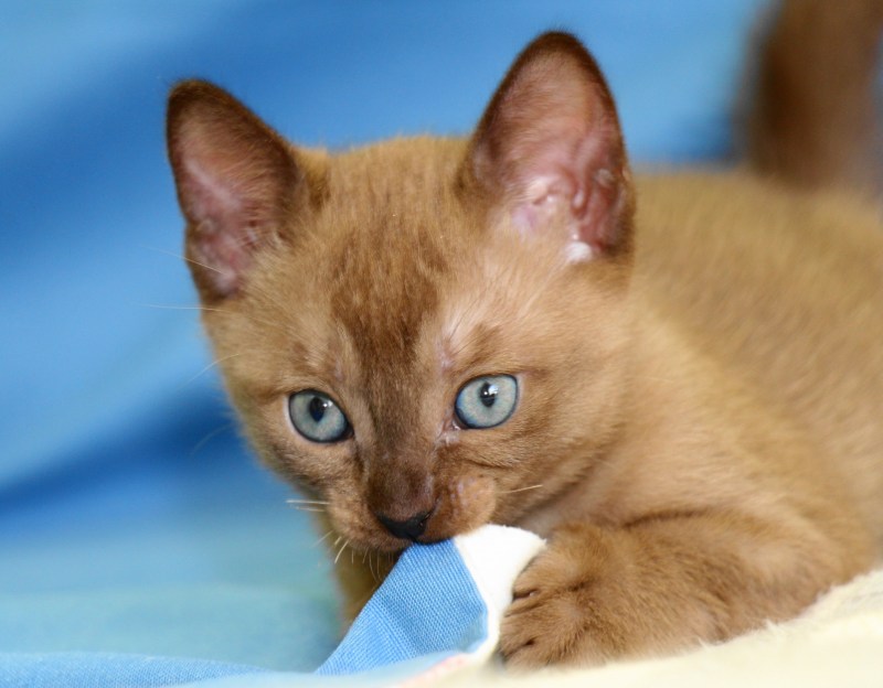 Тонкинская кошка котята