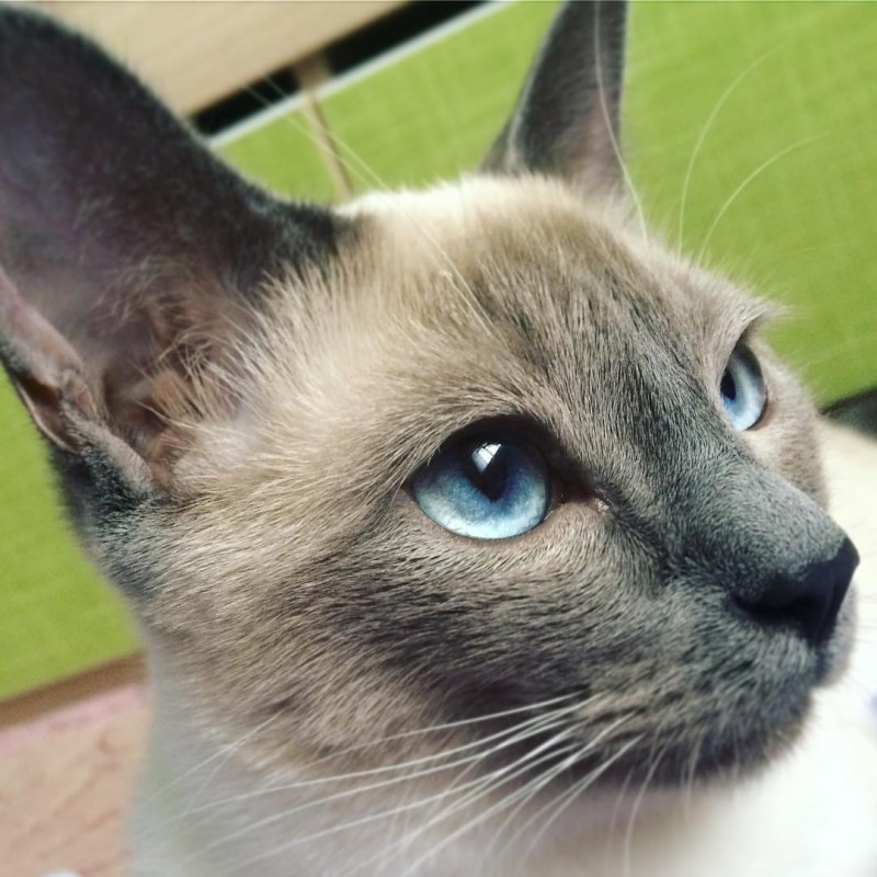 Тонкинез котята