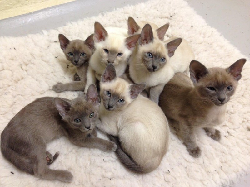 Тонкинская кошка котята