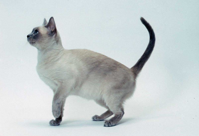 Тонкинская кошка