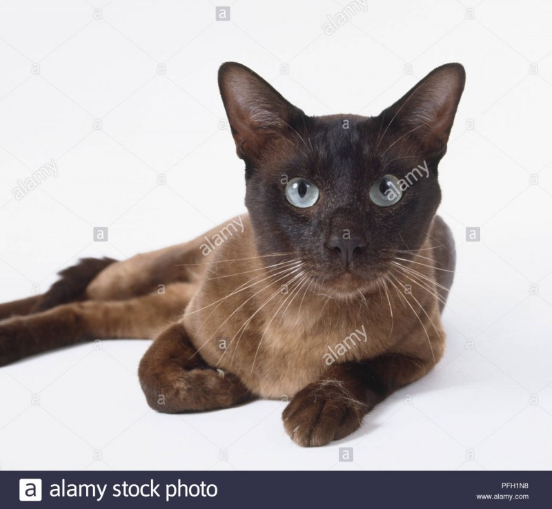 Кошки породы тонкинез шоколадная