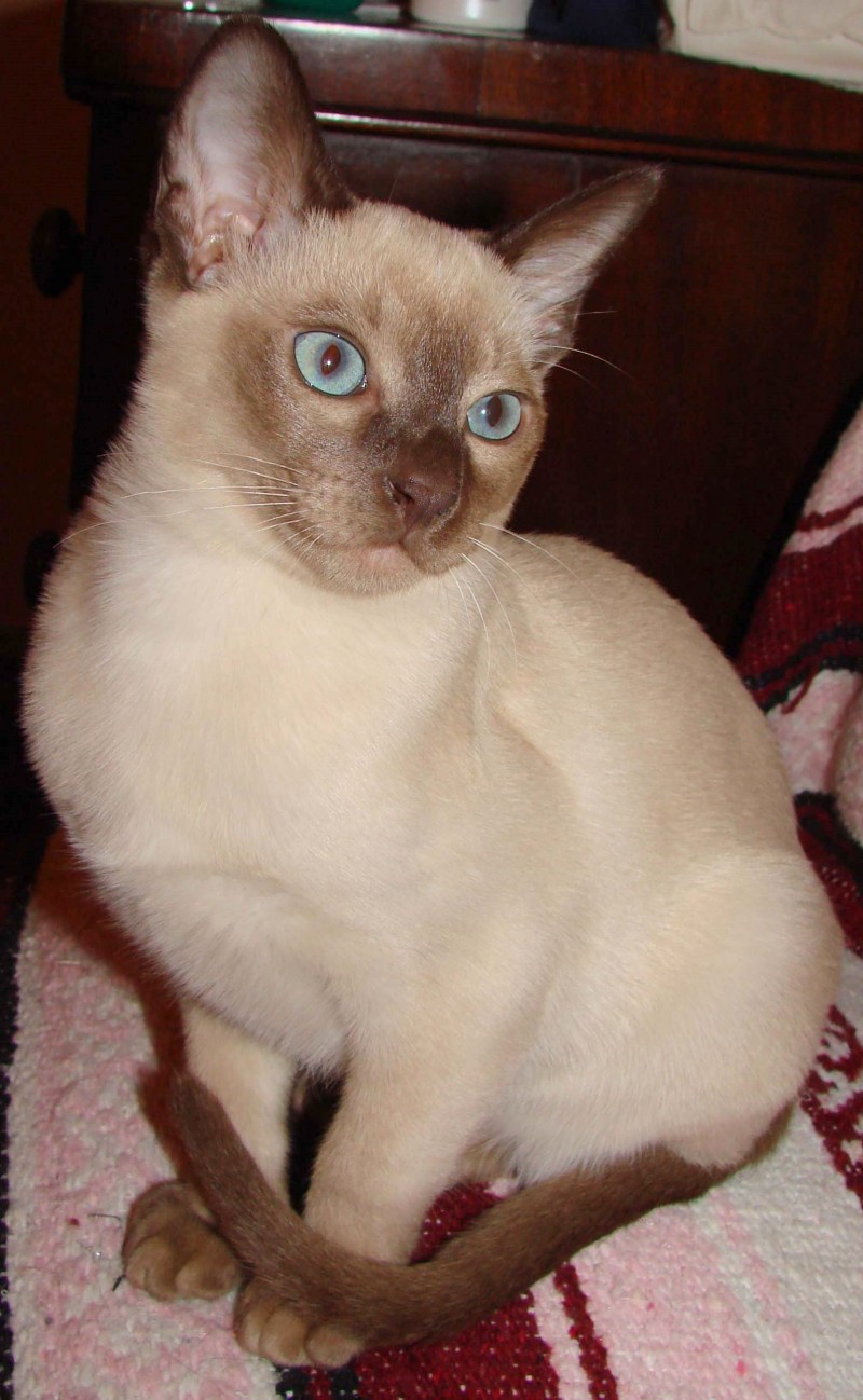 Тонкинская кошка котята