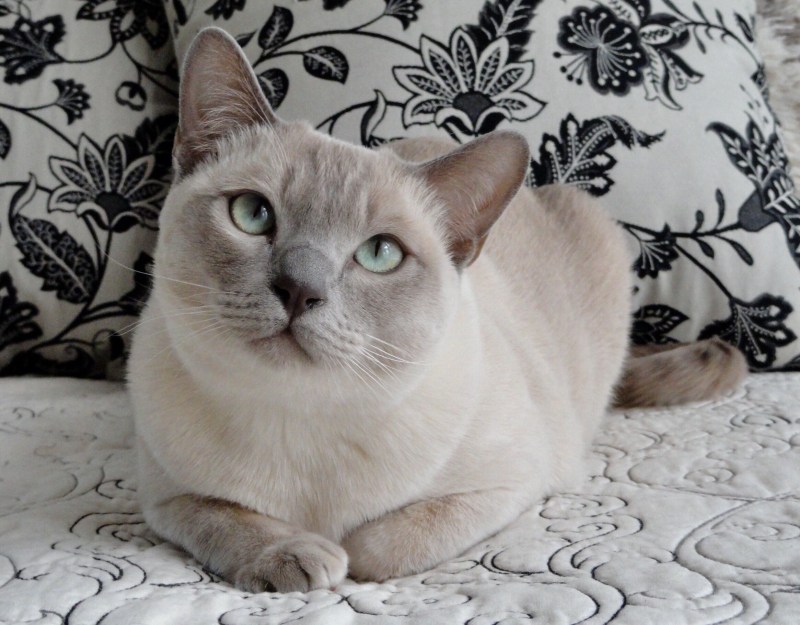 Платиновая кошка