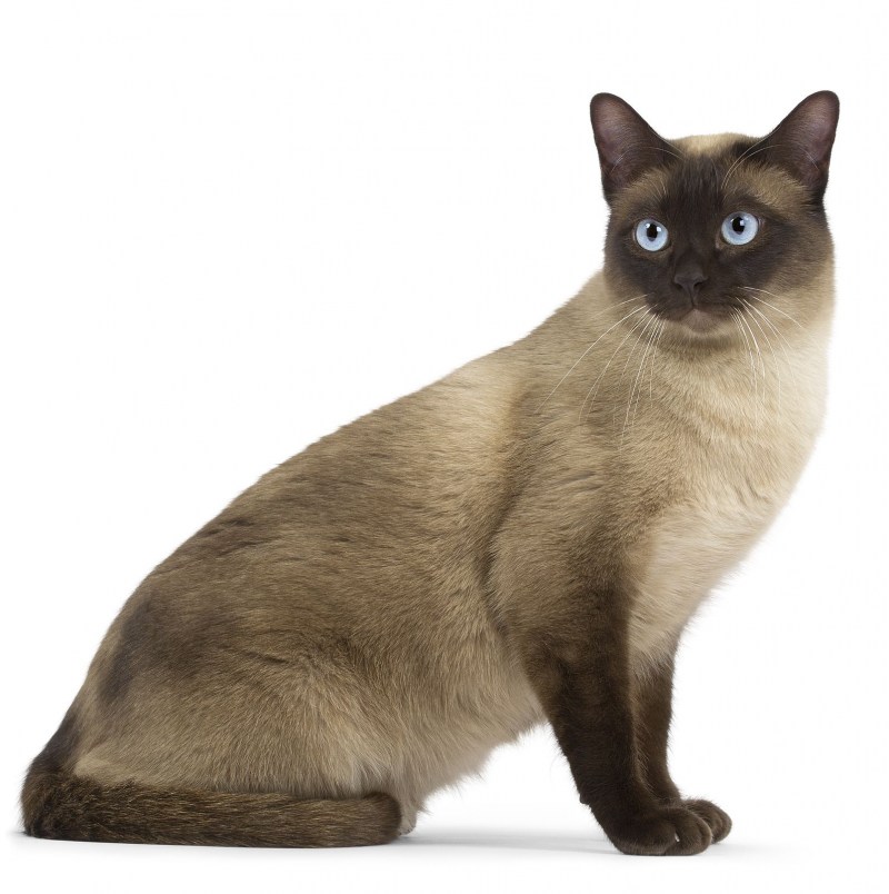 Тонкинез кошка