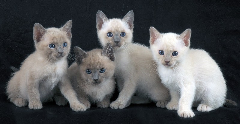 Тонкинская кошка котята