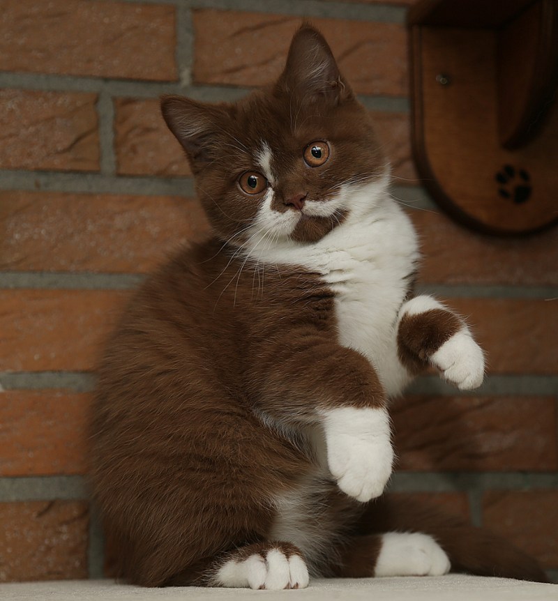 Коричневые коты