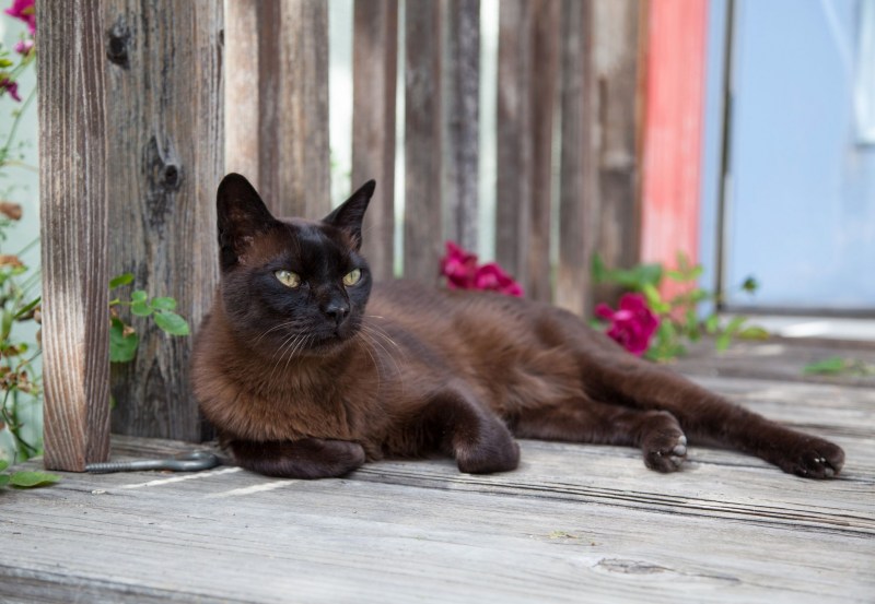 Бурманская кошка коричневая