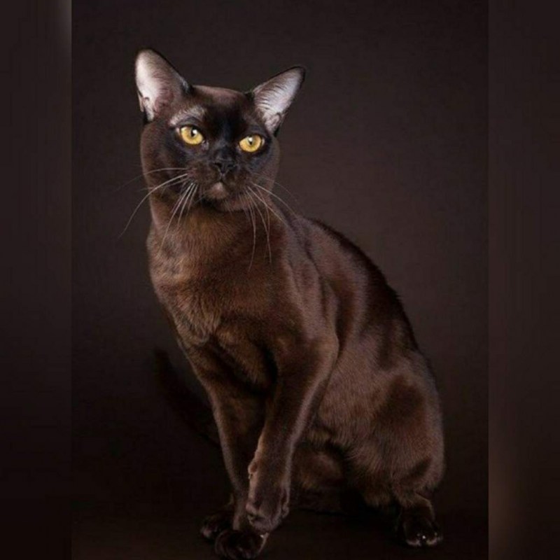 Бурманская кошка