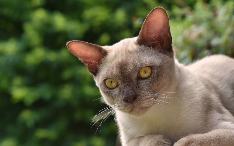 Европейский бурманский кот