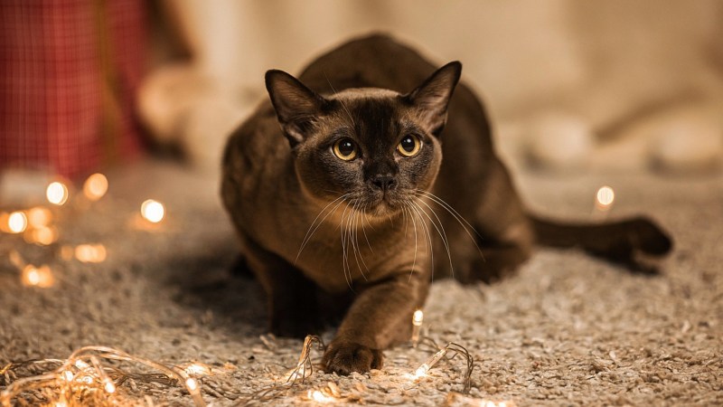 Котята породы Бурма