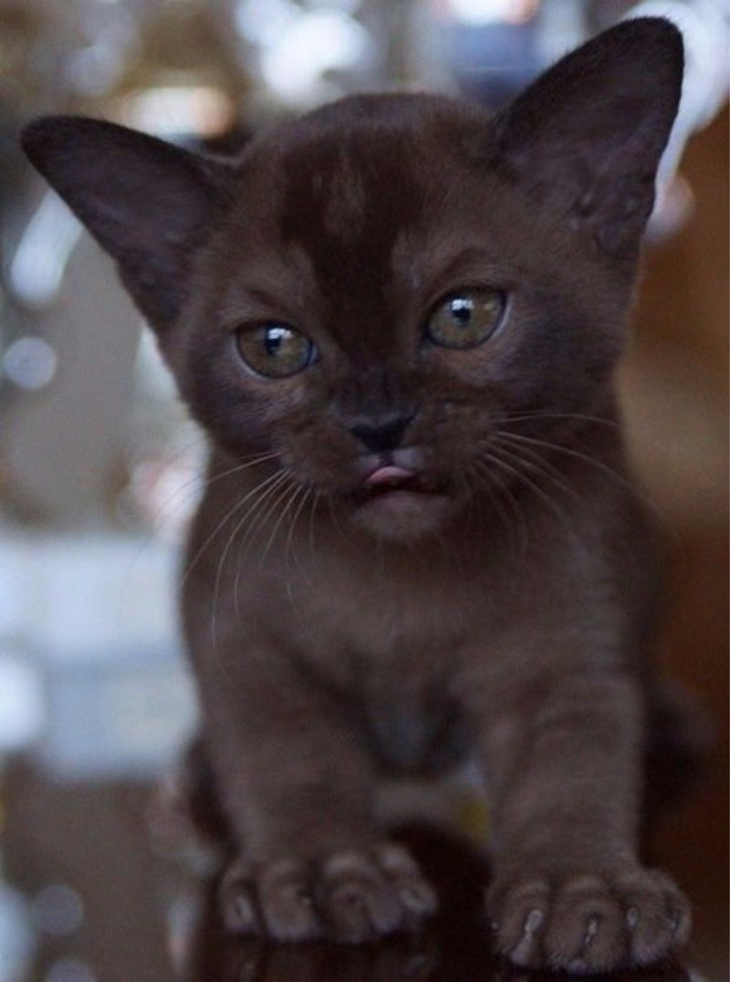 Бурманская кошка котята