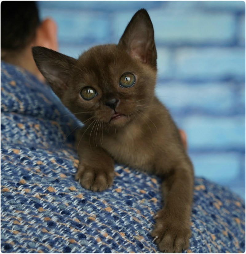 Бурманская кошка