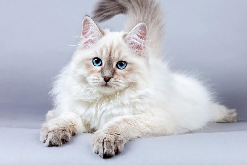 Сибирская кошка белая
