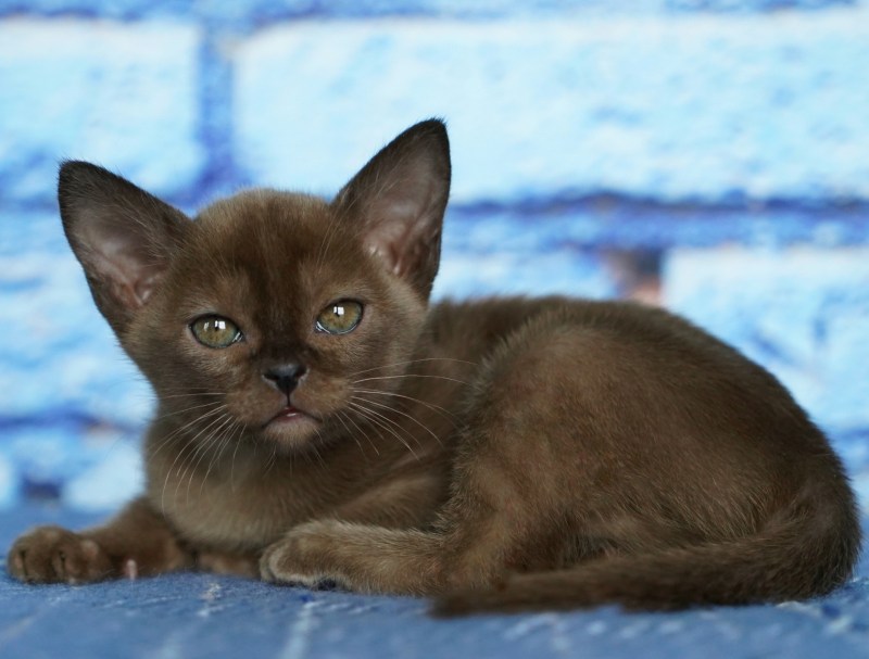 Бурманская кошка котята