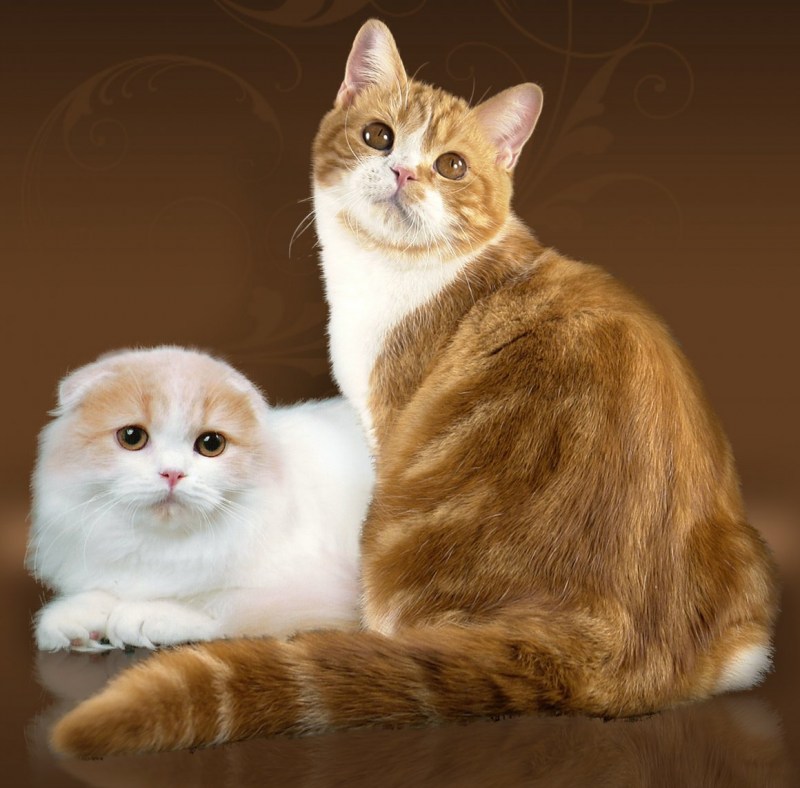 Красивые коты и кошки породы