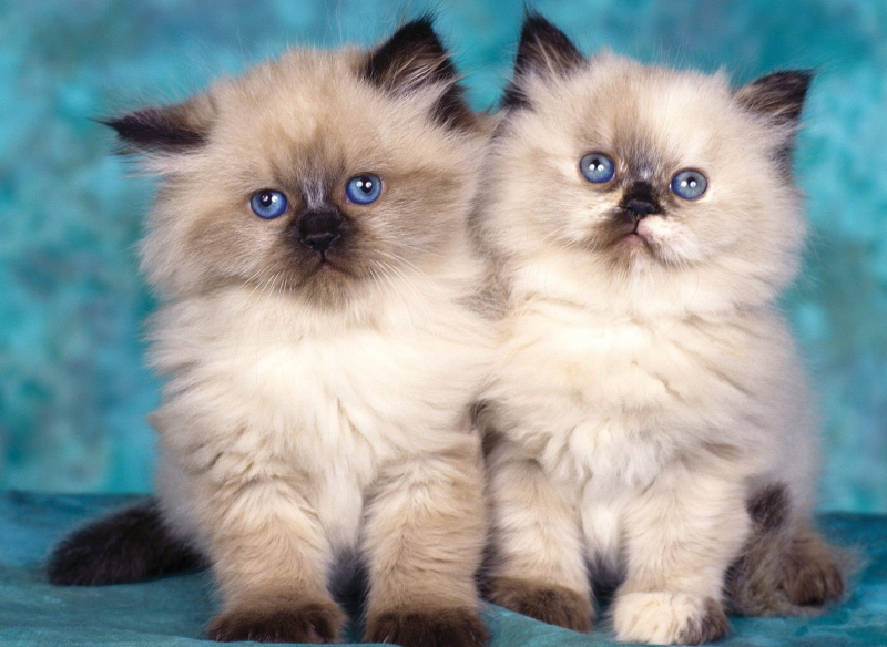 Гималайская кошка котенок