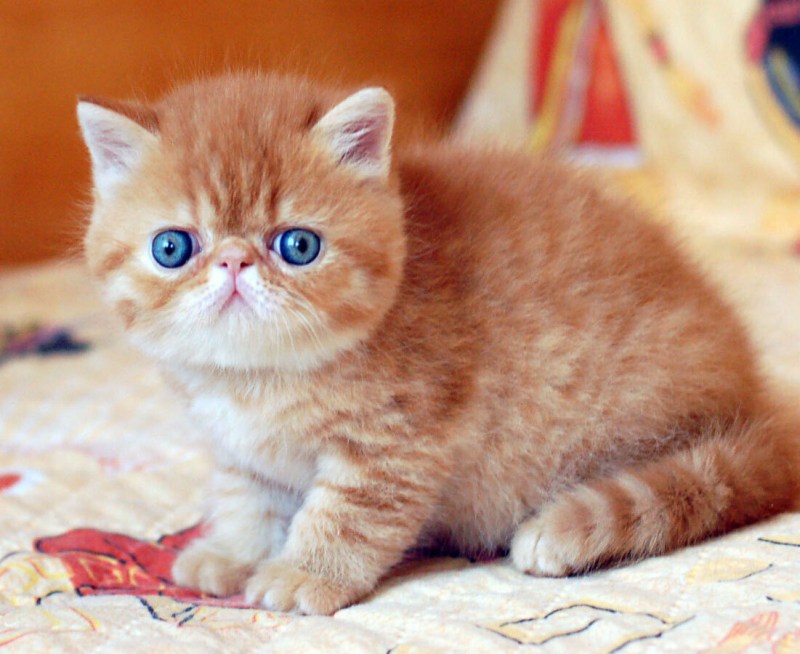 Кошки экзоты короткошерстные