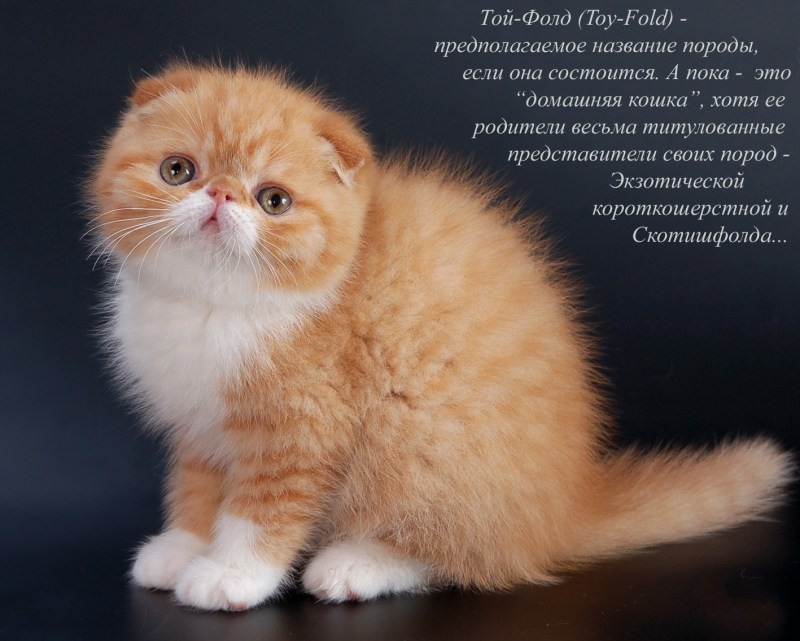 Разные породы кошек с названиями