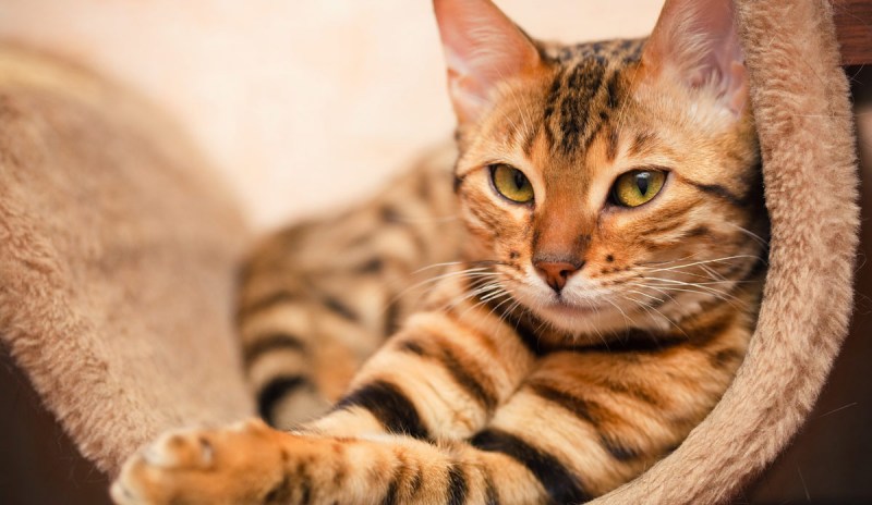 Бенгальский кот полосатый