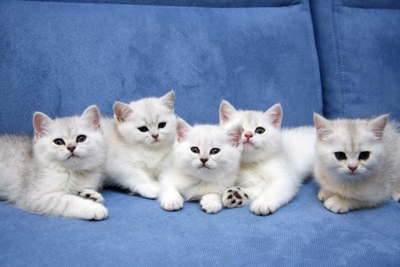 Котята разных пород